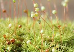 Image of Apple moss