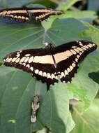 Image of Thoas Swallowtail