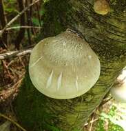 Image of birch polypore