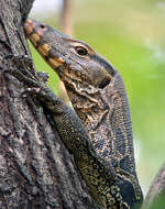 Image of Common Water Monitor