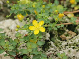 Image of Hypericum pallens Banks & Sol.