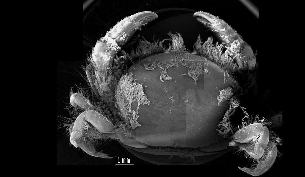 Image of Dissodactylus Smith 1870