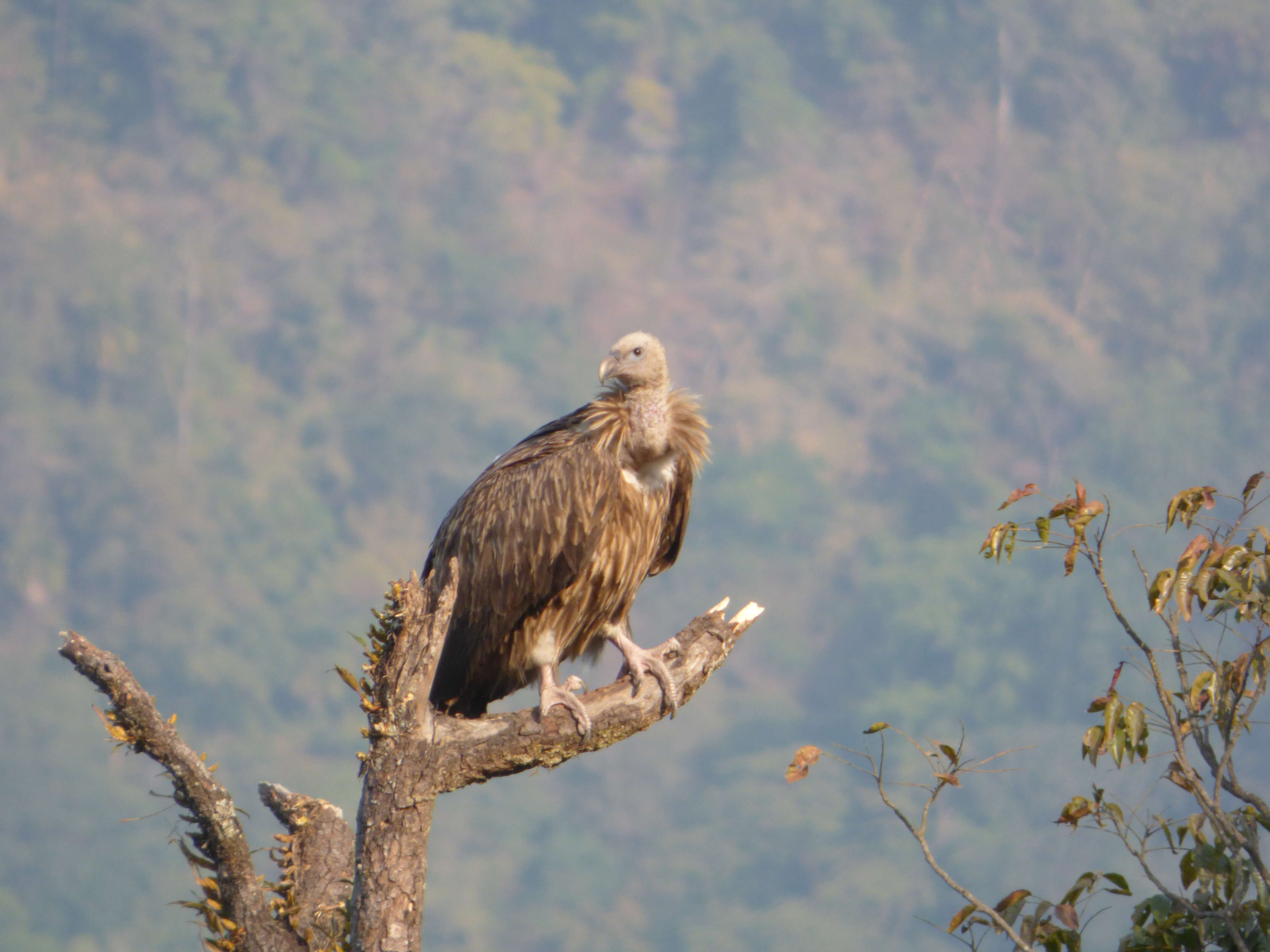 Image of Himalayan Griffon