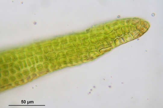 Image of dicranoweisia moss