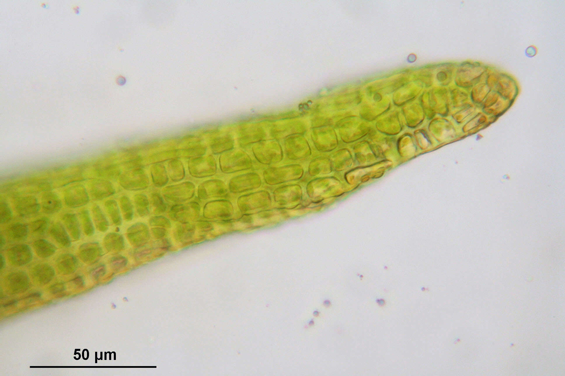 Image of dicranoweisia moss