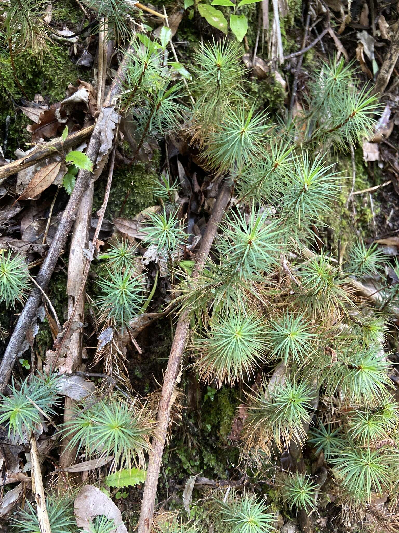 Image of Dawsonia superba Greville 1847