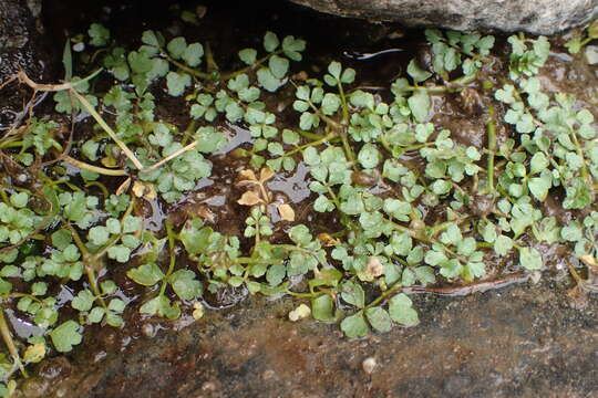 Imagem de Helosciadium nodiflorum (L.) Koch