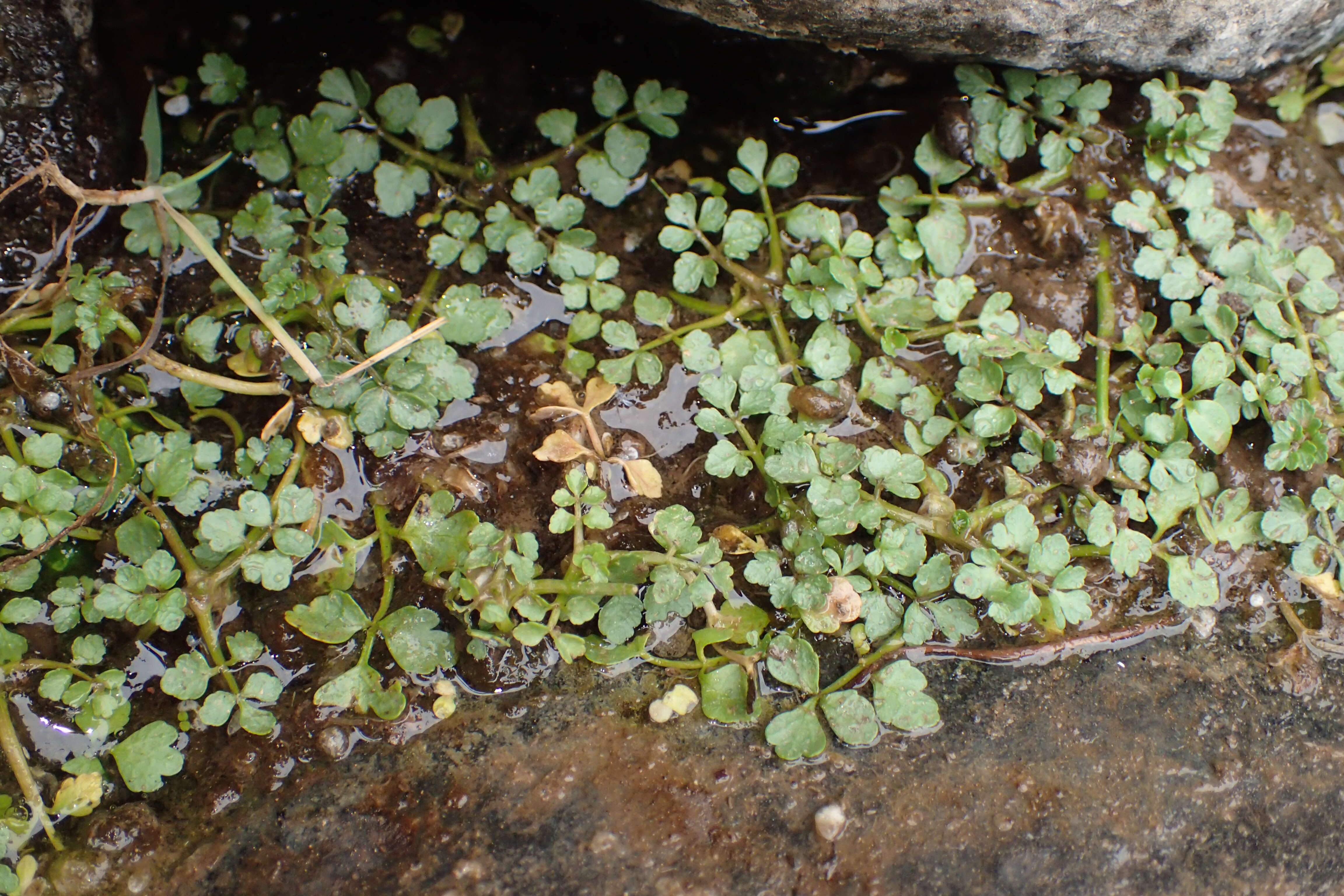 Image of Fool's-Watercress