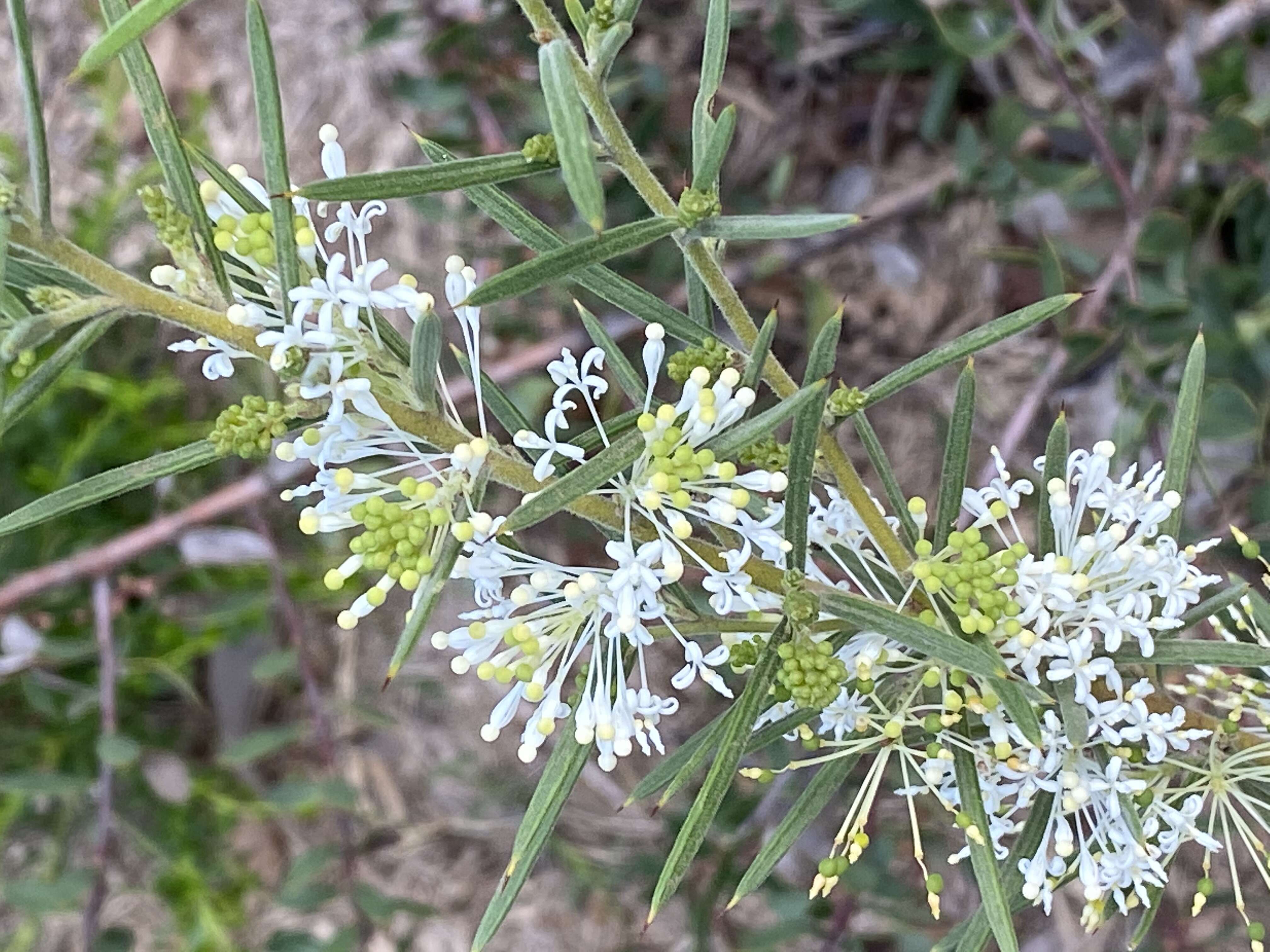 Imagem de Grevillea biternata Meissn.