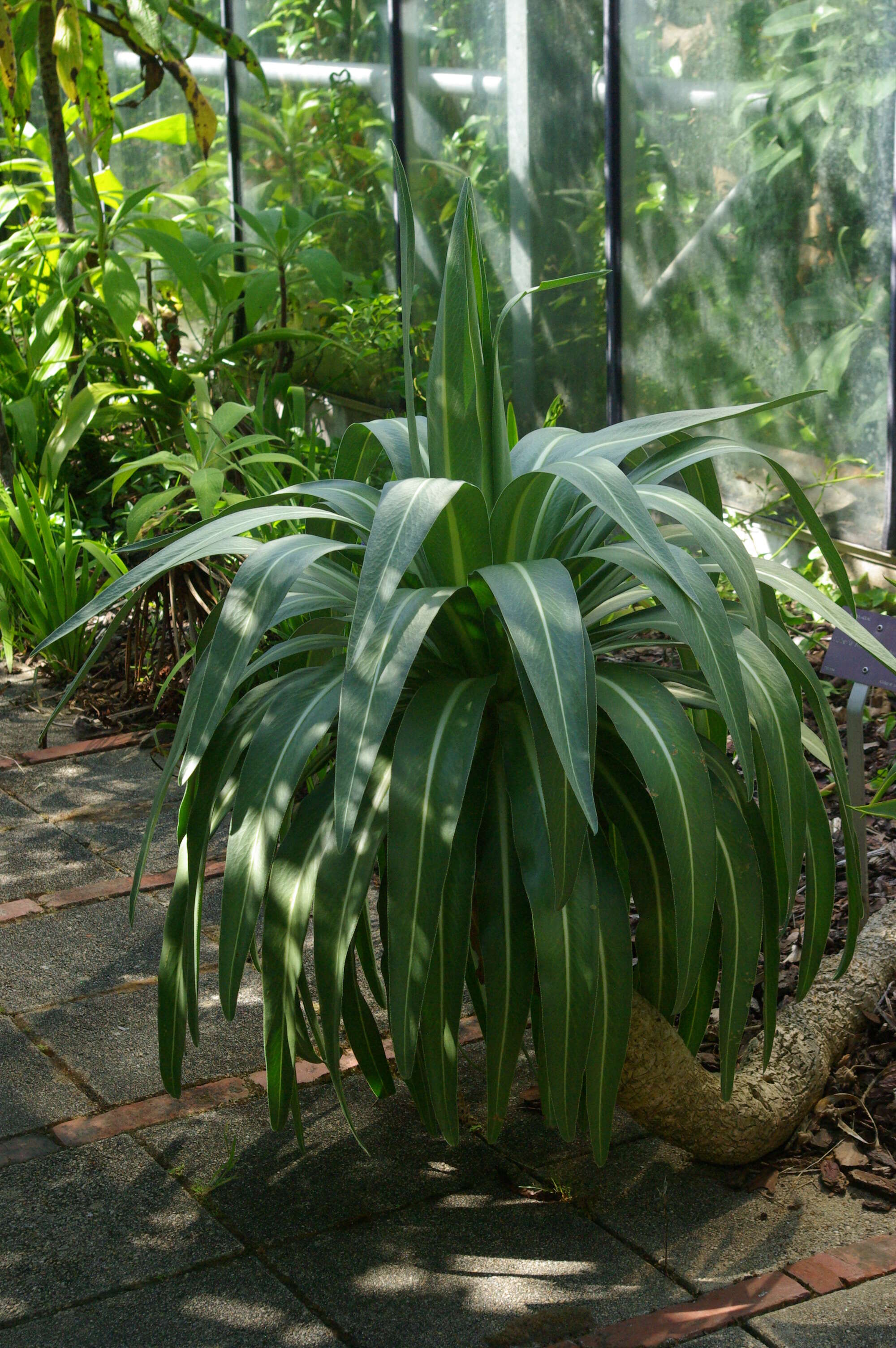 Image of Lobelia rhynchopetalum Hemsl.