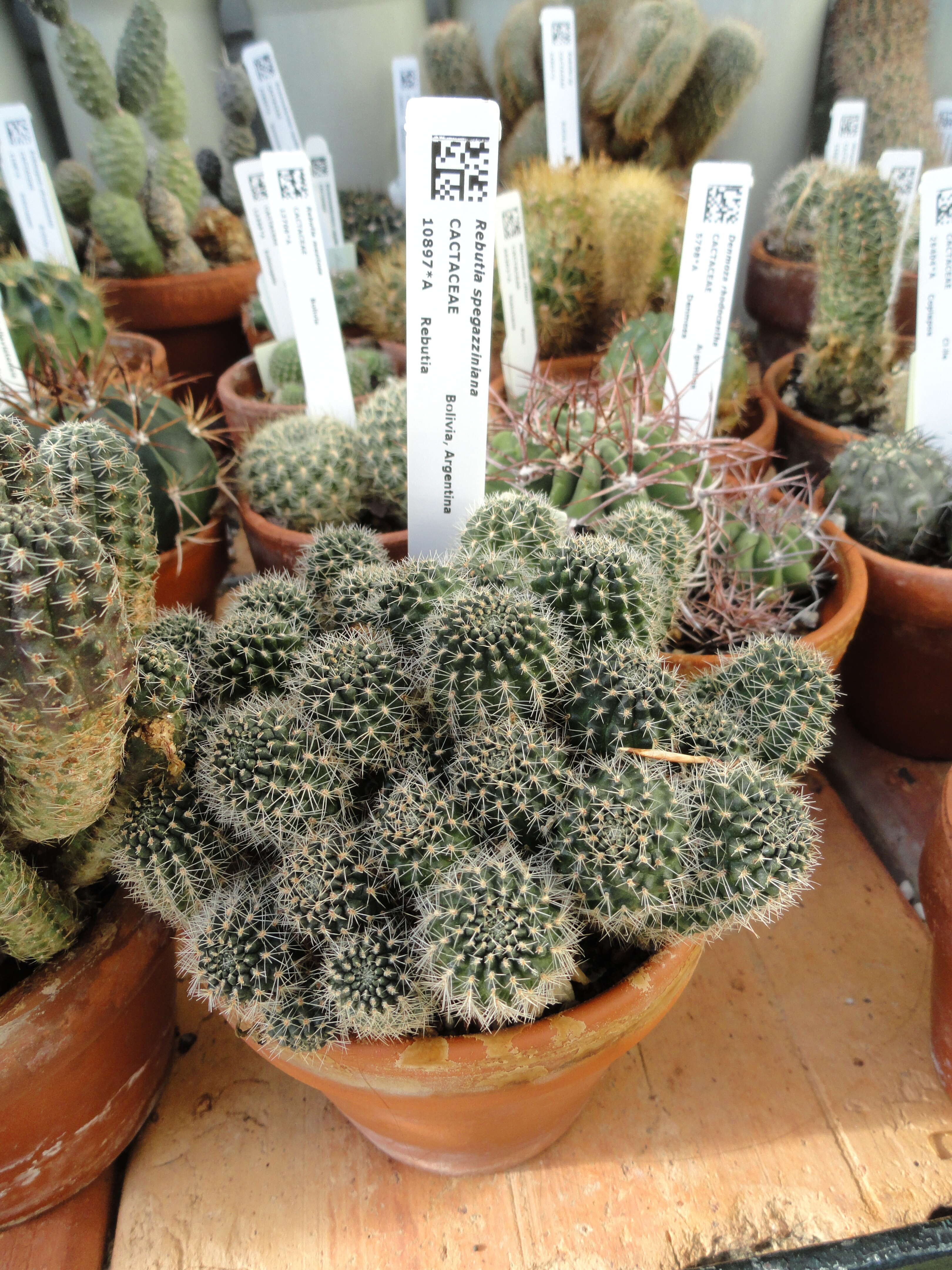 Image of Rebutia pulvinosa F. Ritter & Buining