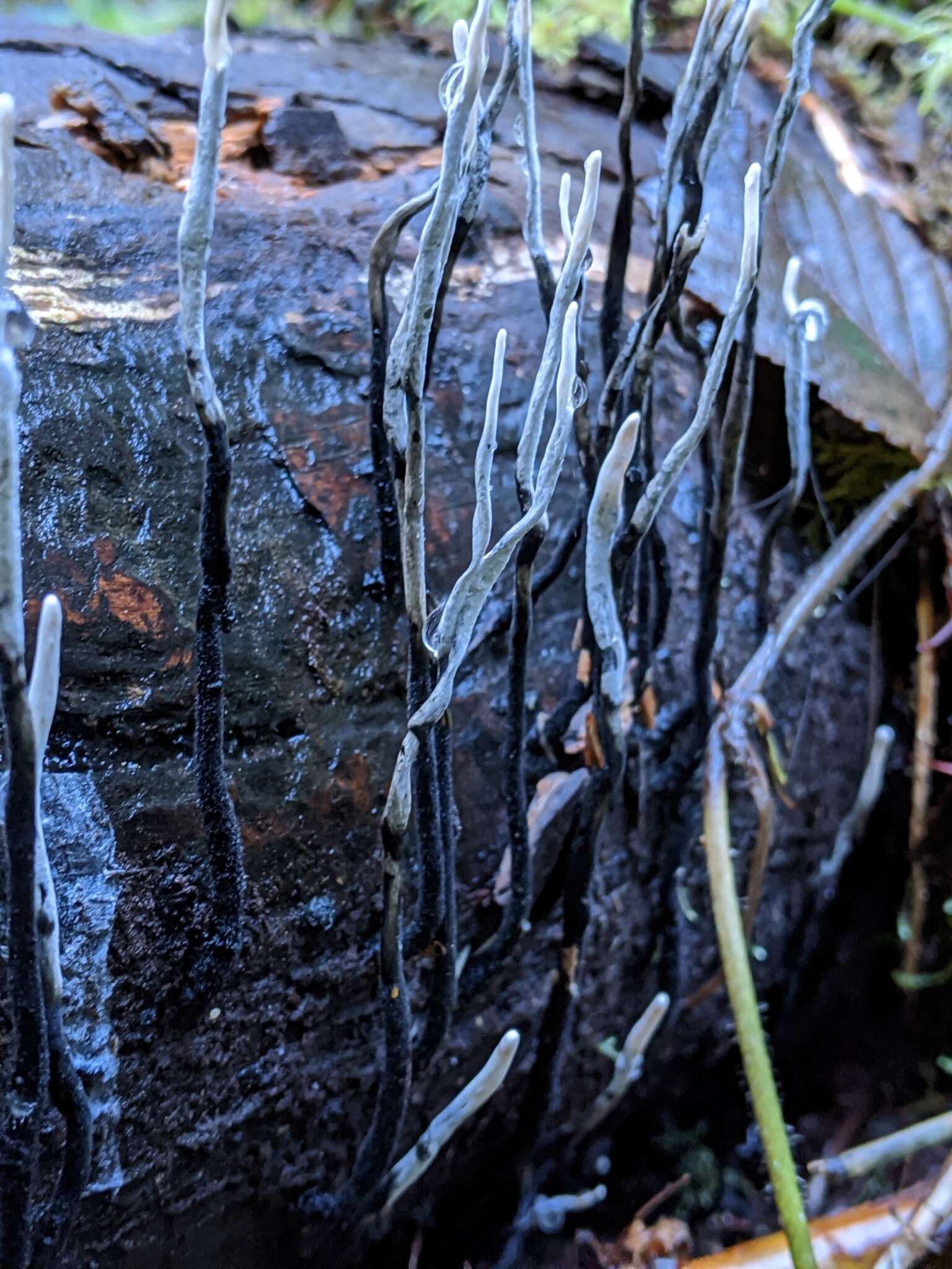 Image of Candle-snuff Fungus