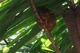 Image of Philippine tarsier