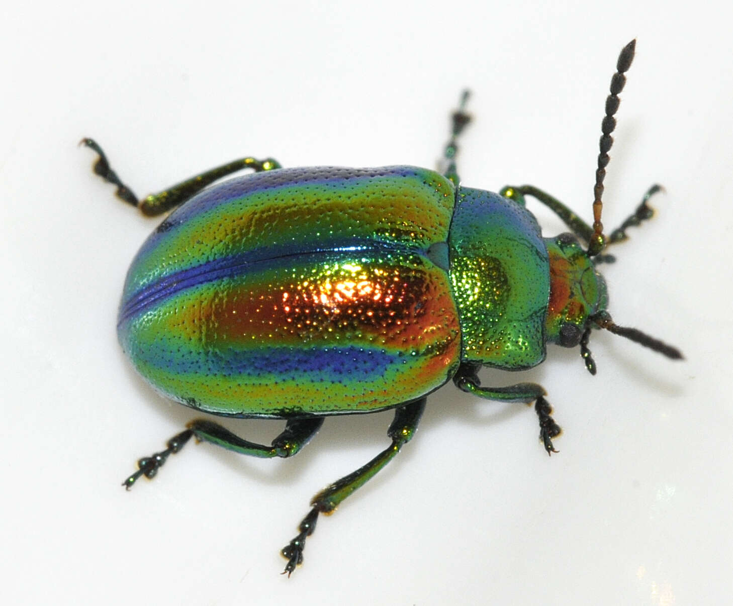 Image of Chrysolina fastuosa