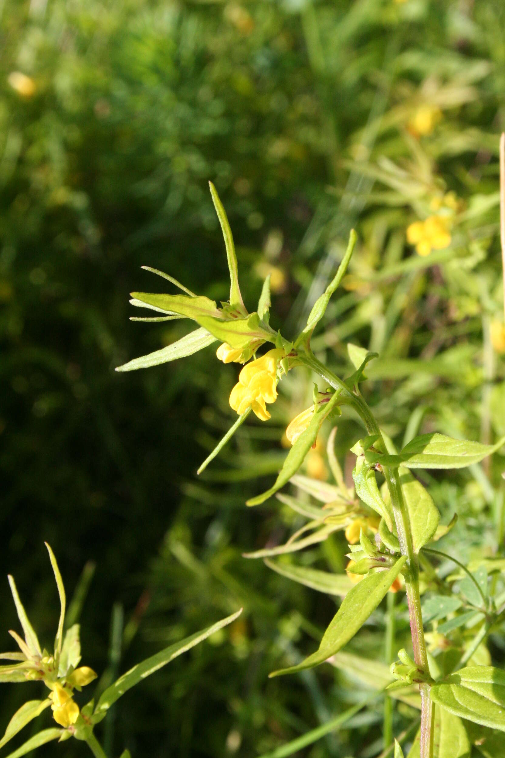 Image of Small cow-wheat