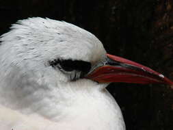 Image of Red-tailed Tropicbird