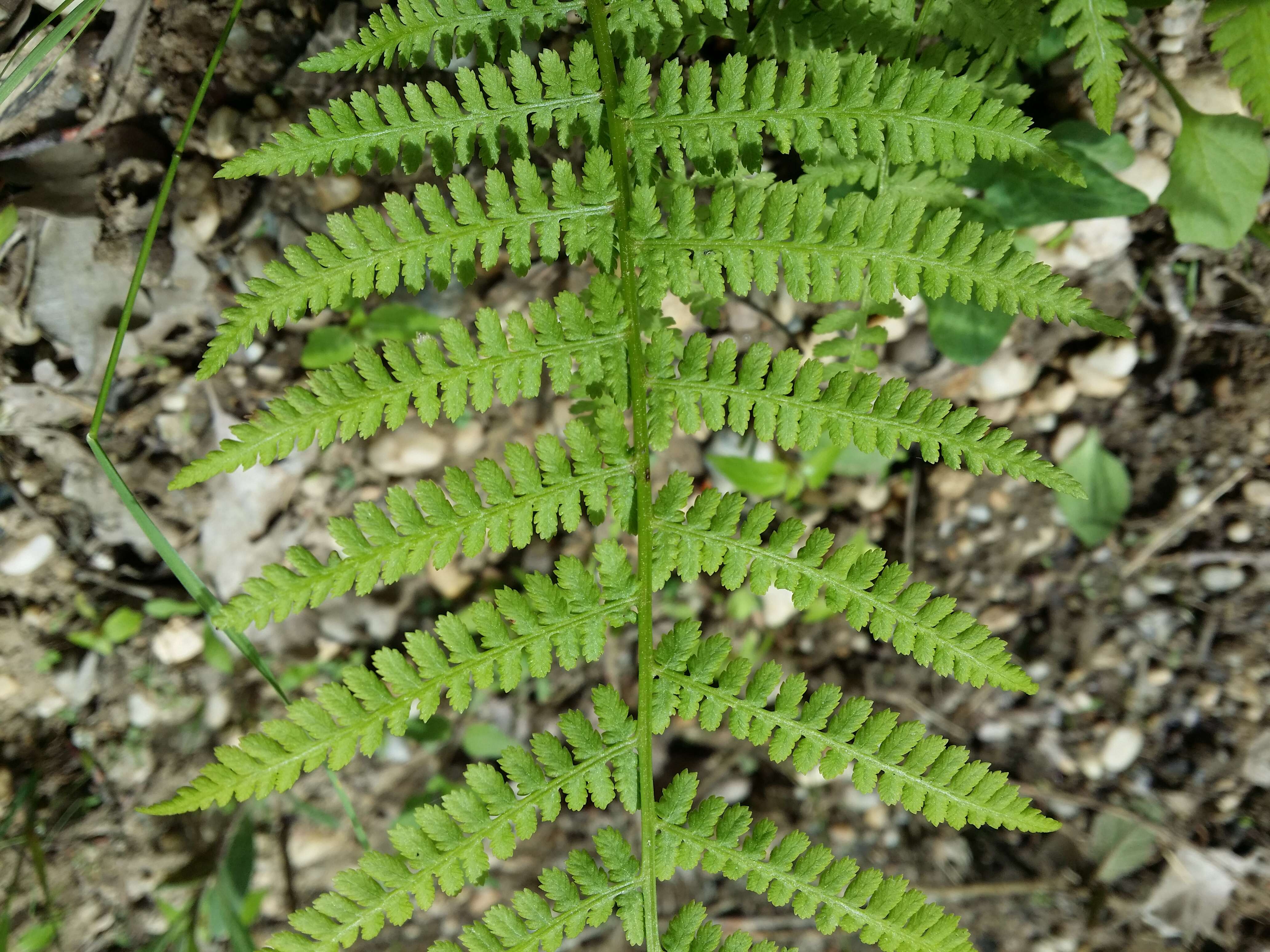 Image of Lady-fern