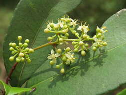 Image of Zanthoxylum ovalifolium Wight