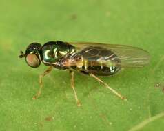 Image of Soldier fly