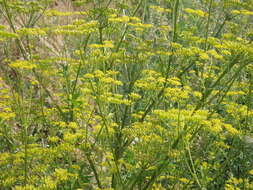 Image of wild parsnip