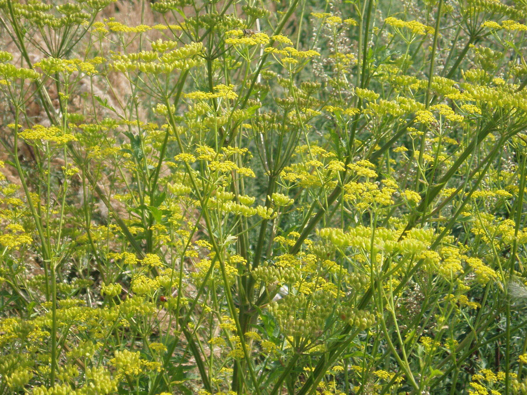 Image of wild parsnip