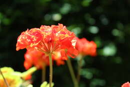 Imagem de Pelargonium