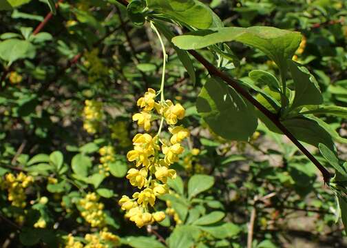 Image de Berberis koreana Palibin