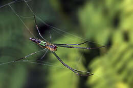 Image of Leucauge decorata (Blackwall 1864)