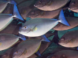 Image of Bluetail unicornfish