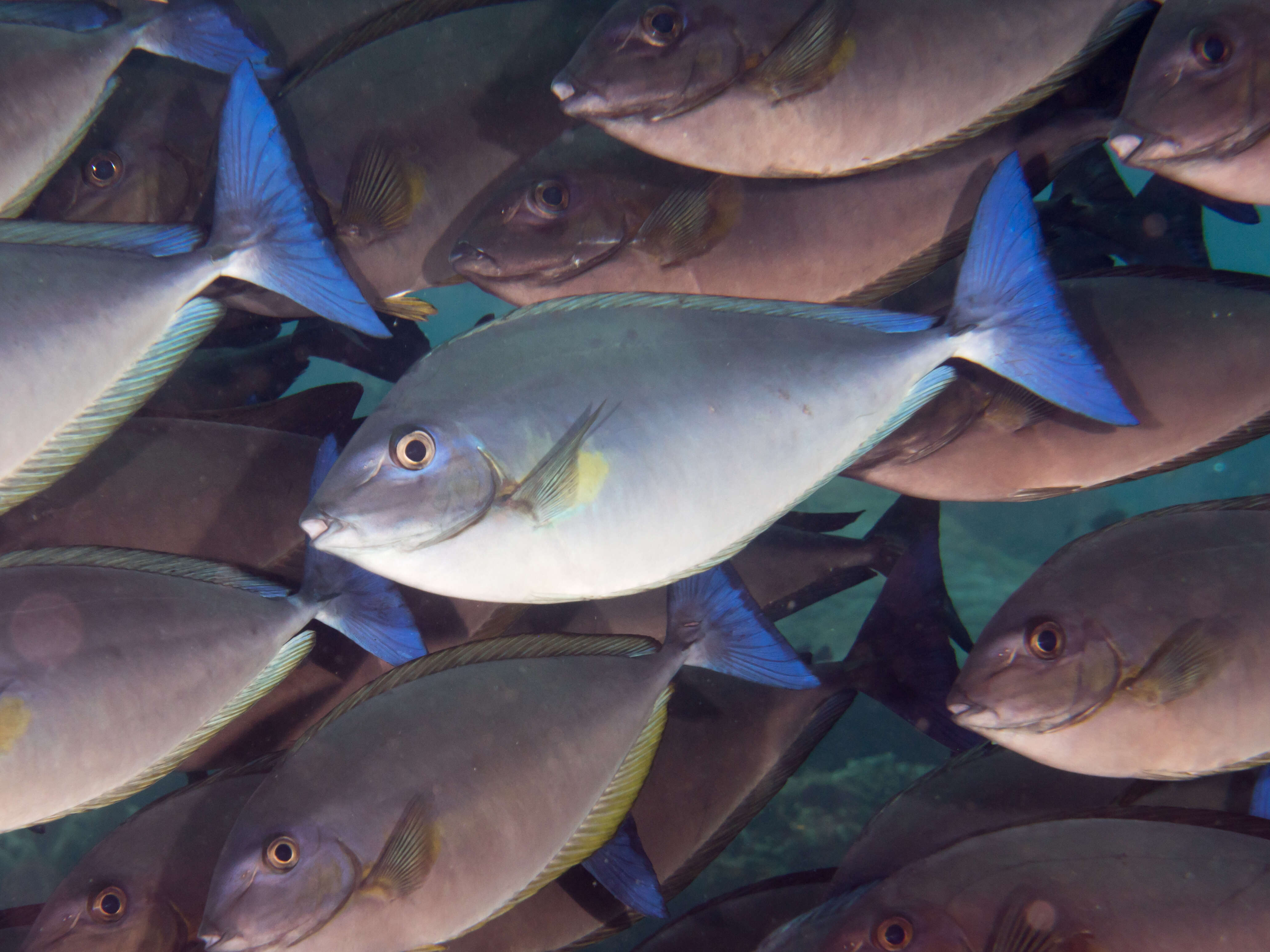 Image of Bluetail unicornfish