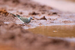 Image of Diamond Dove