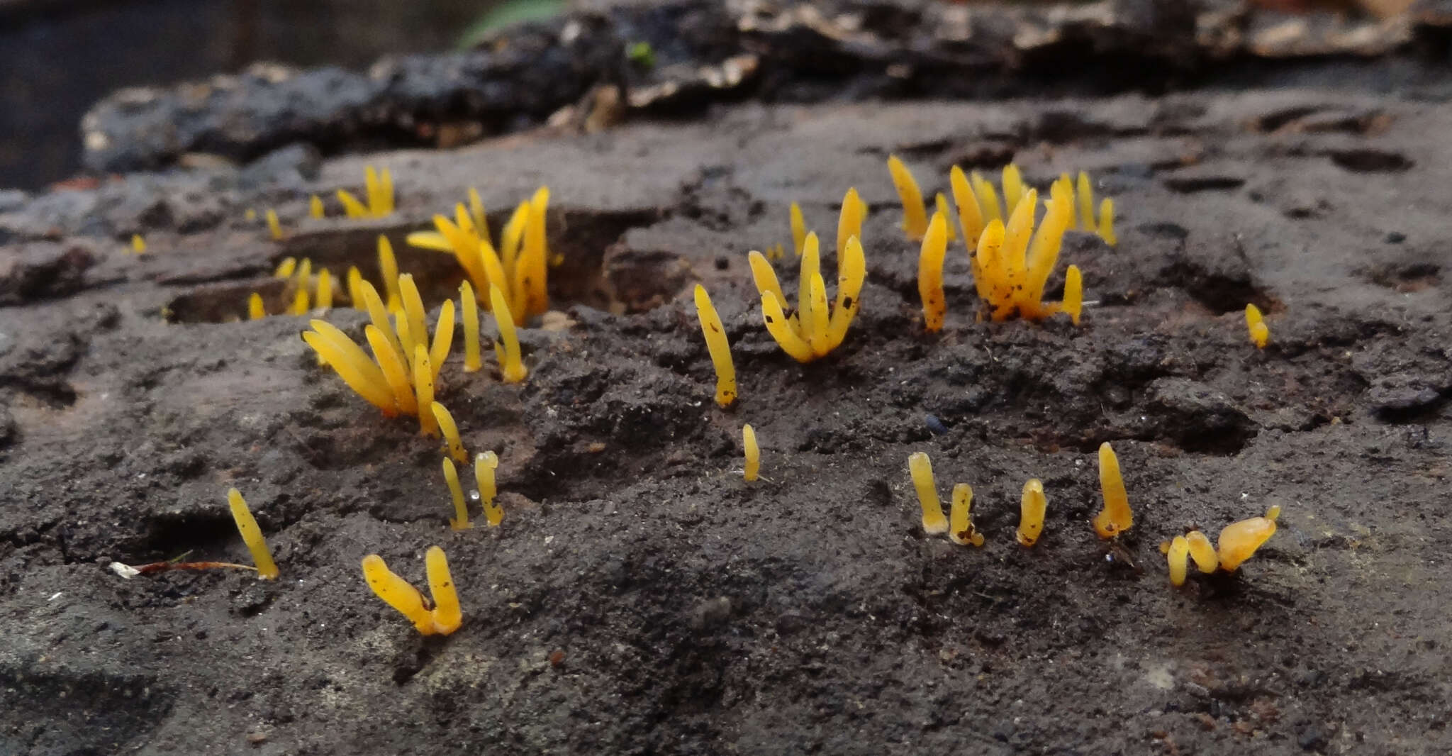 Image of Calocera cornea (Batsch) Fr. 1827