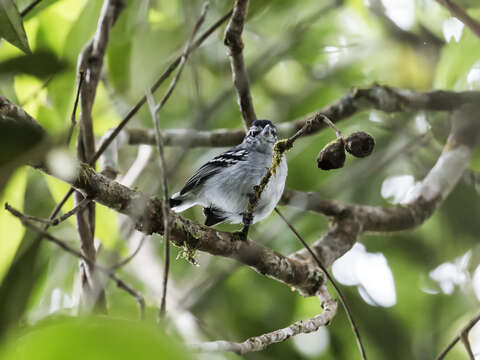 Image of Ash-throated Antwren