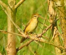 Image of Paddyfield Warbler