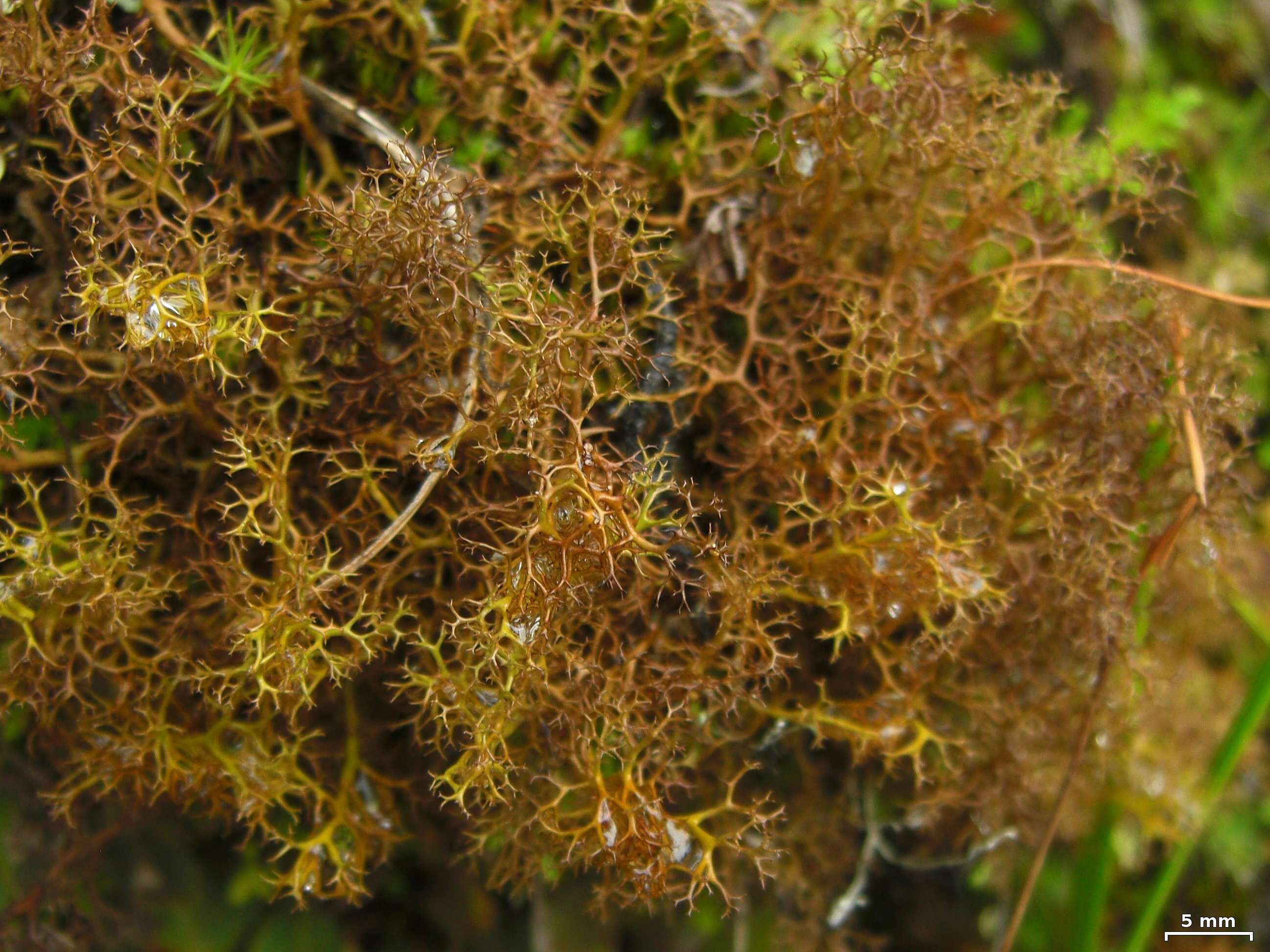 Image of Bryocaulon lichens