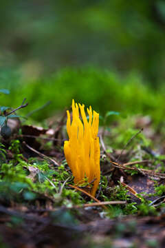 Image of Calocera viscosa (Pers.) Fr. 1821