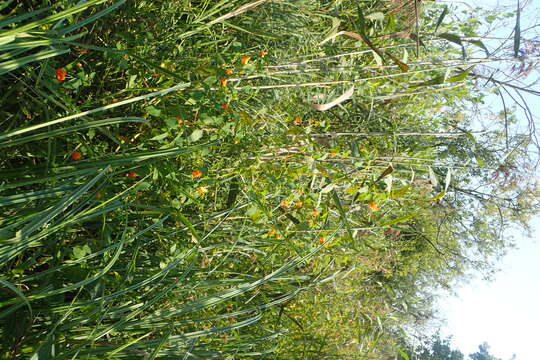 Image of jewelweed