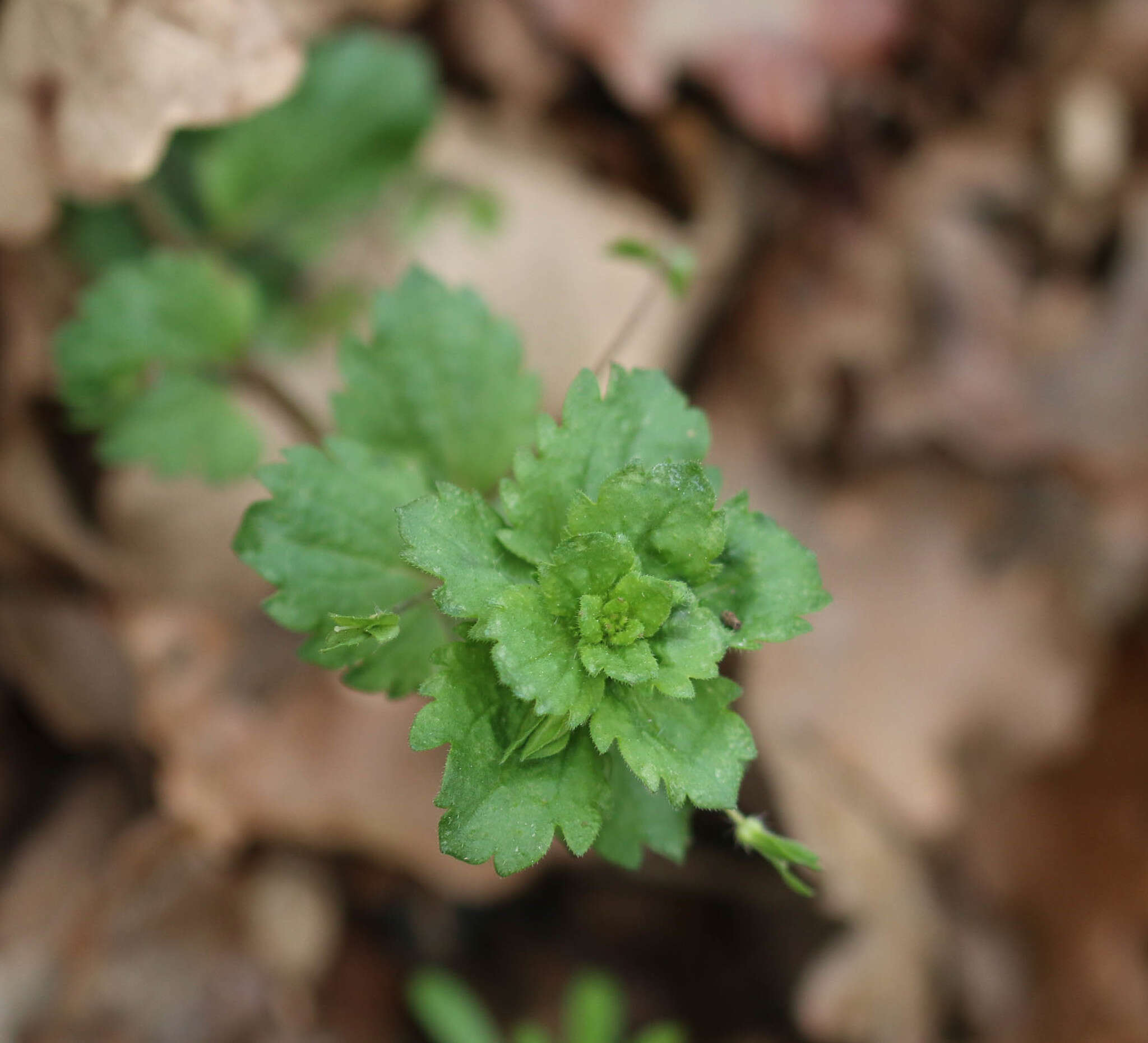 Image of birdeye speedwell