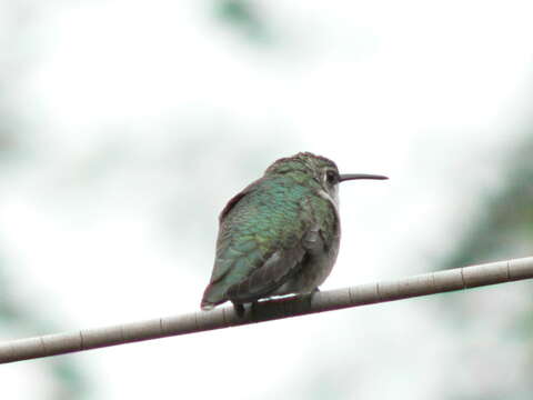 Image of Ruby-throated Hummingbird