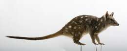 Imagem de Dasyurus geoffroii Gould 1841