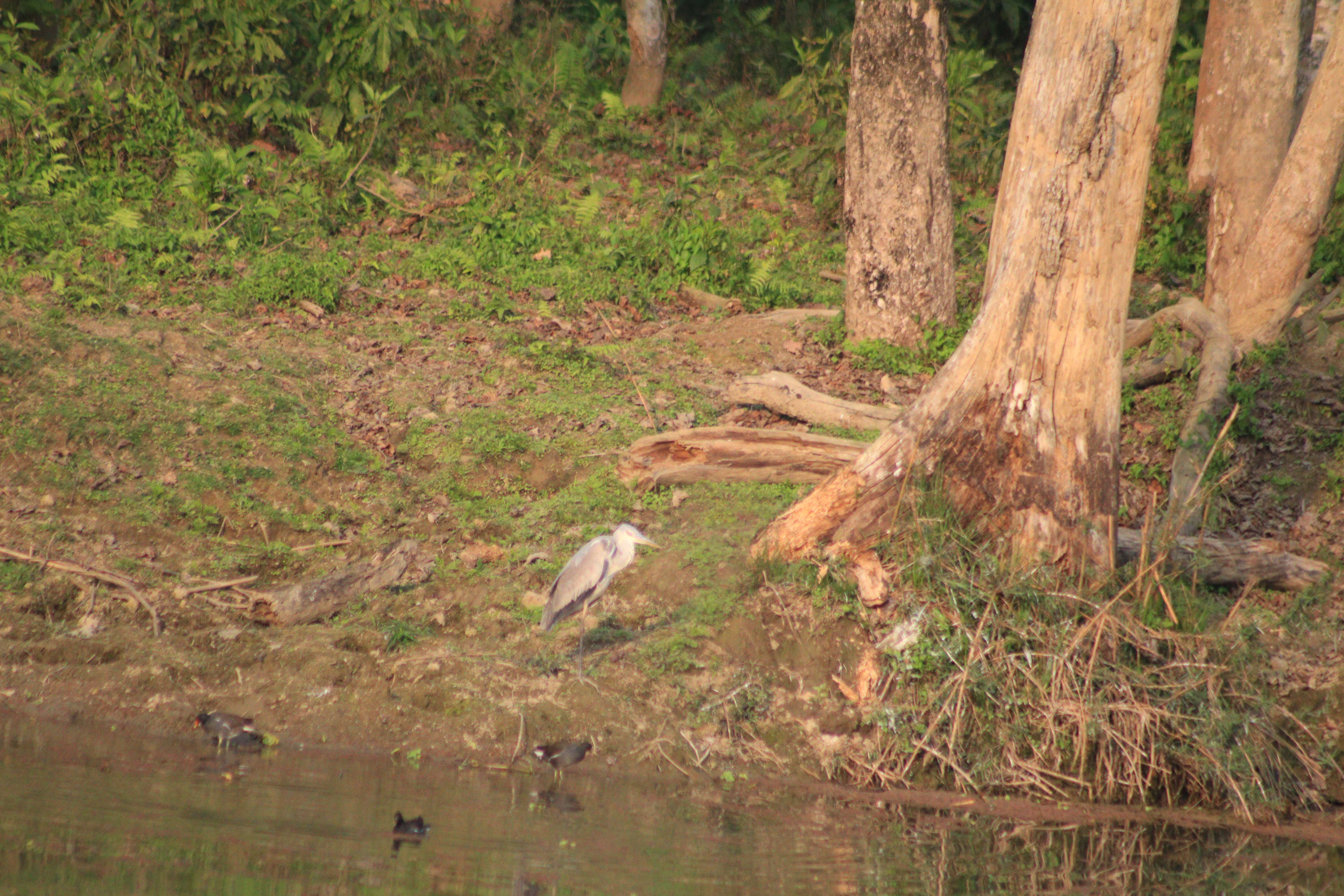 Image of Night Herons