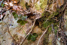 Image of roundlobe hepatica