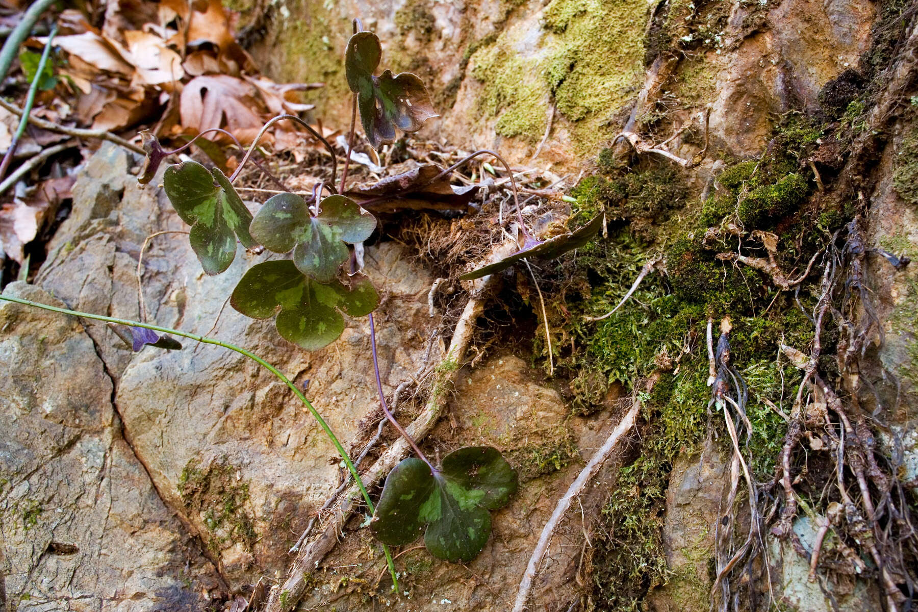 Image of roundlobe hepatica