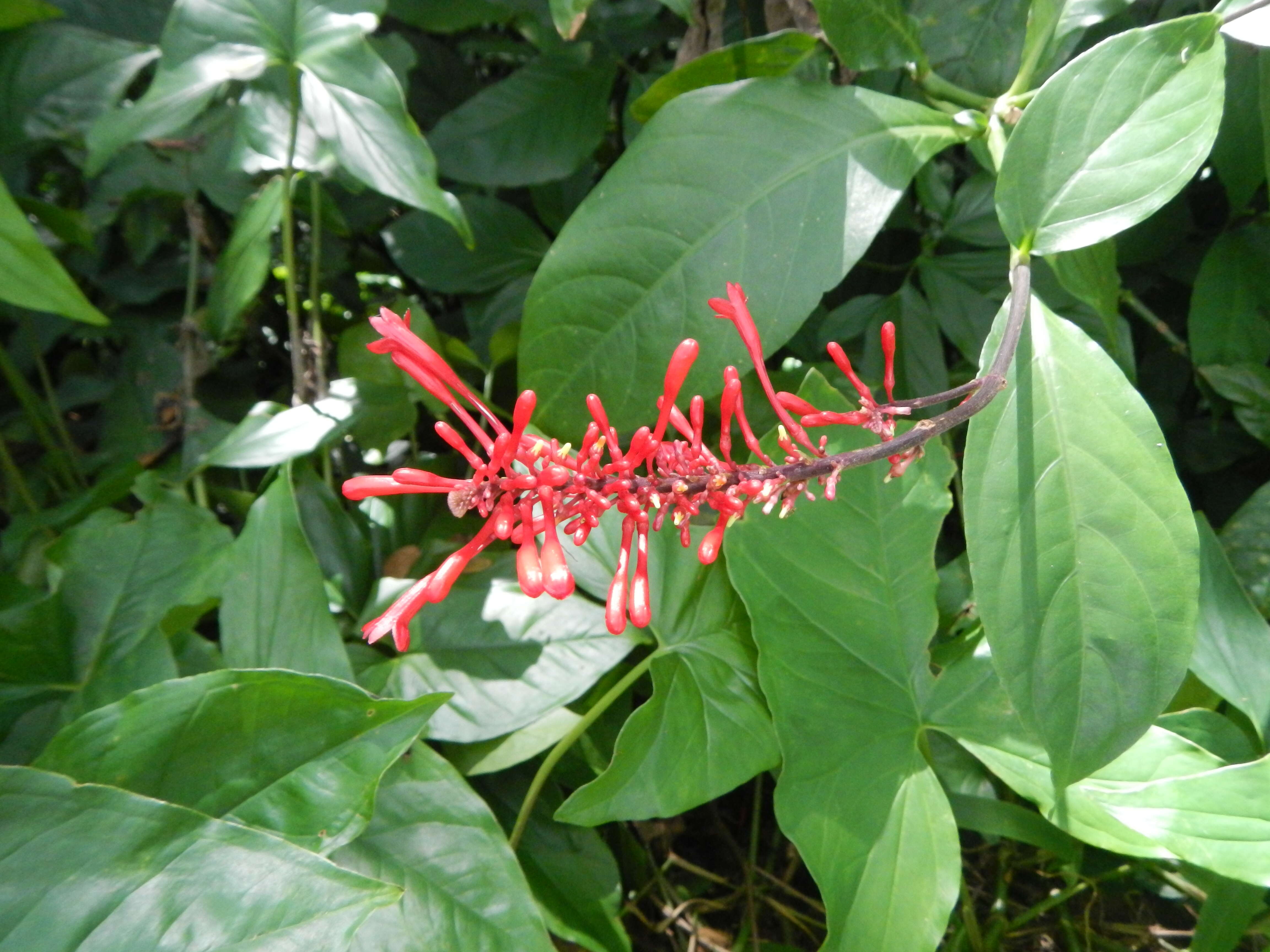 Image of Cardinal's guard flower