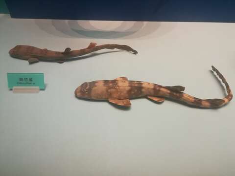 Image of Bluespotted Bamboo Shark