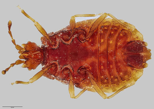 Image of Modicarventus