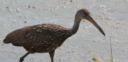 Image of limpkins