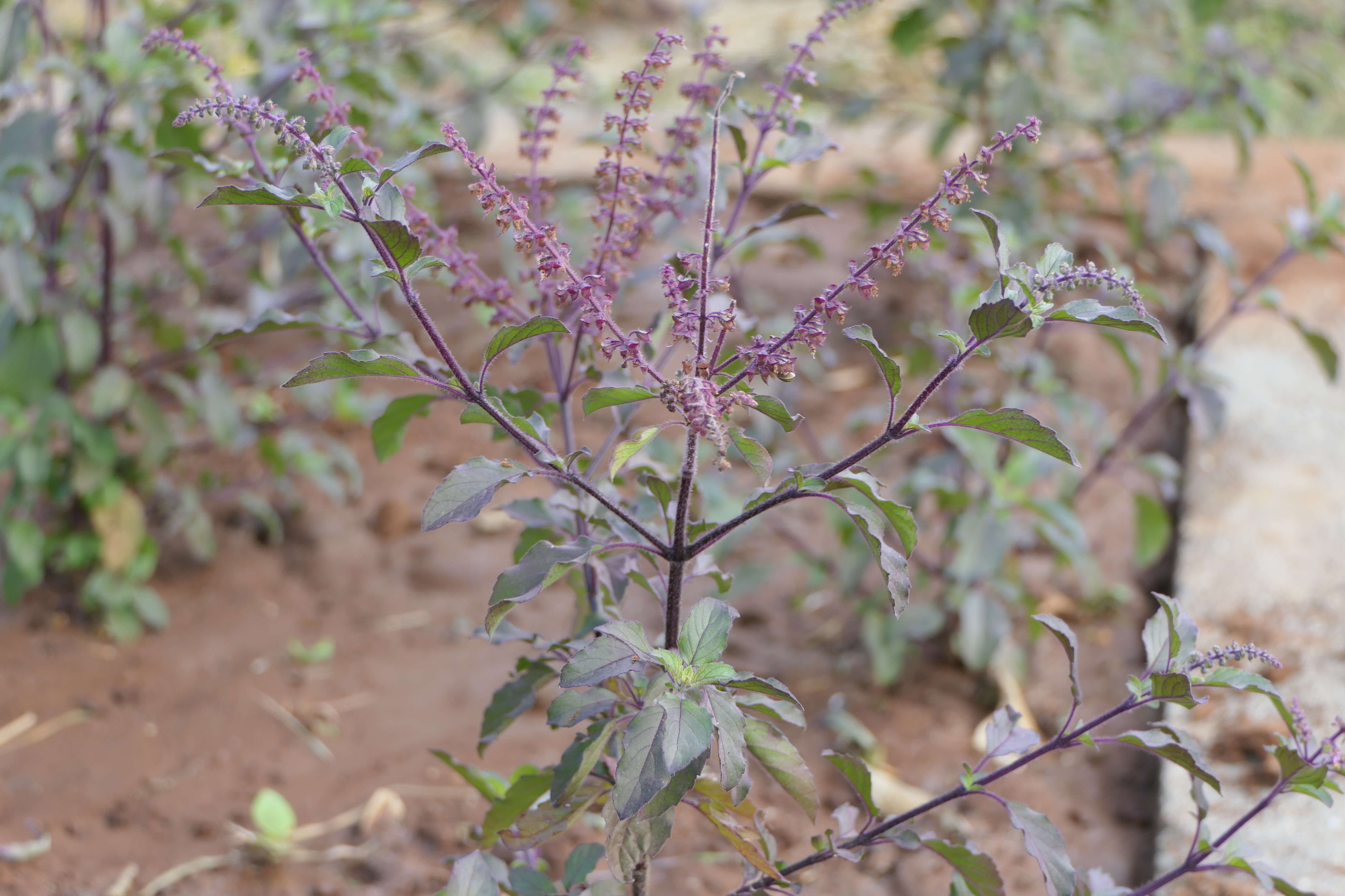 Image of holy basil