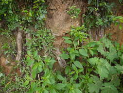 Image of tropical pokeweed