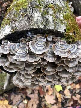 Image of Turkey Tail